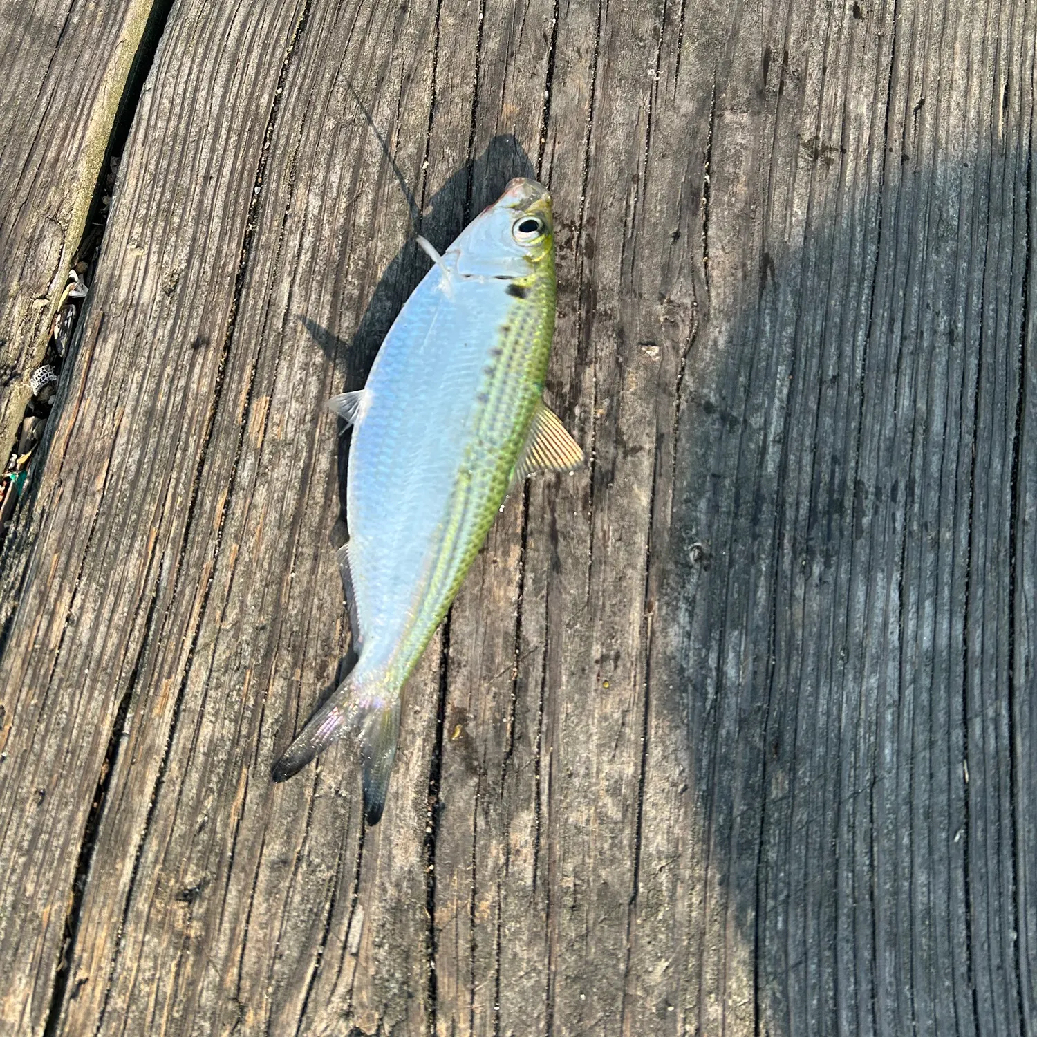 The most recent Atlantic thread herring catches on Fishbrain