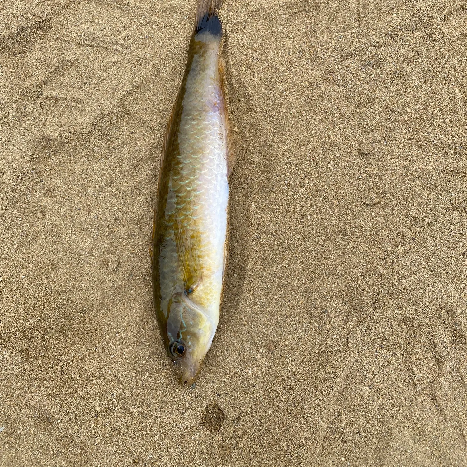 The most recent Señorita catches on Fishbrain