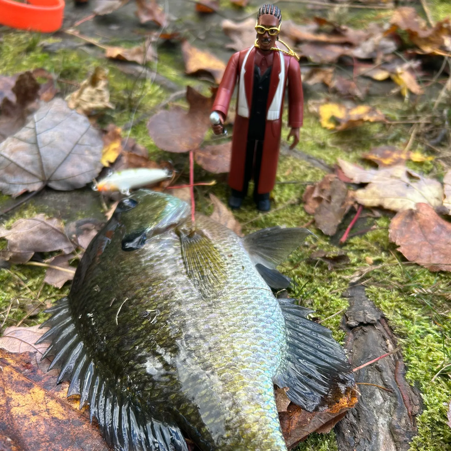 Bluegill caught on Fishbrain