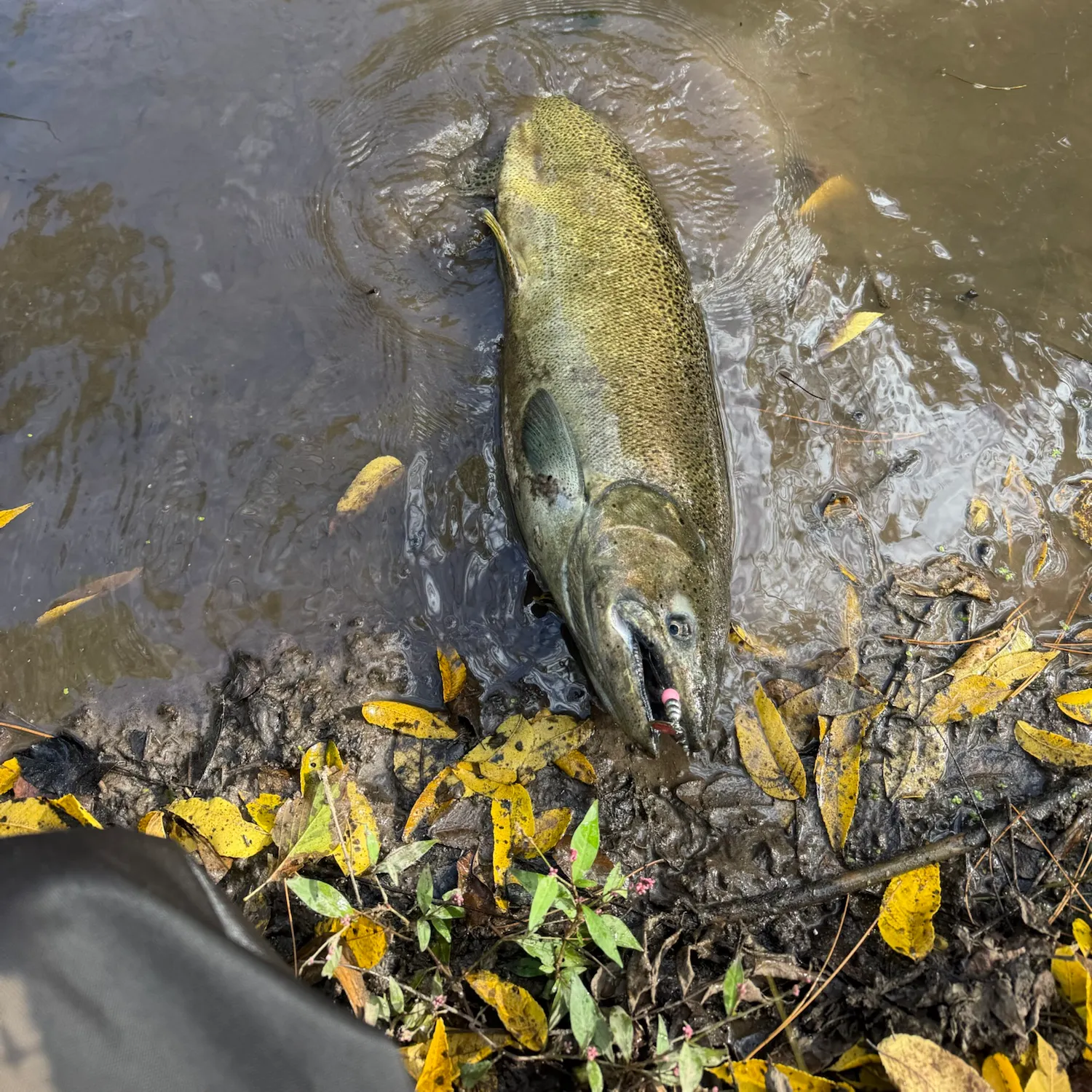 Chinook salmon caught on Fishbrain