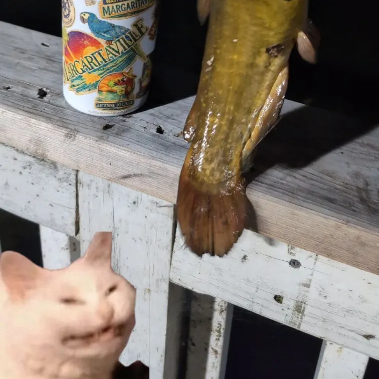 Yellow bullhead caught on Fishbrain