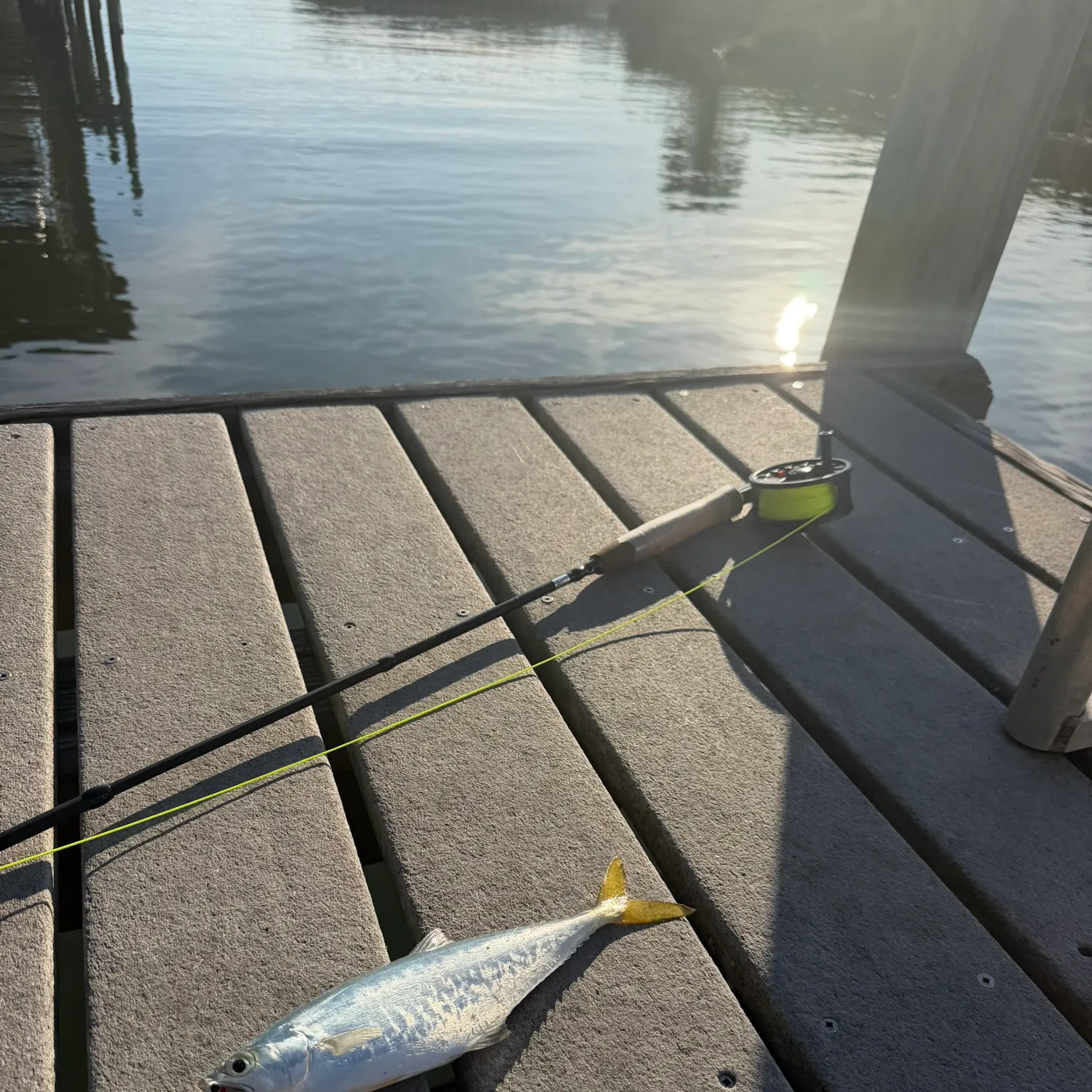 The most recent Leatherjack catches on Fishbrain