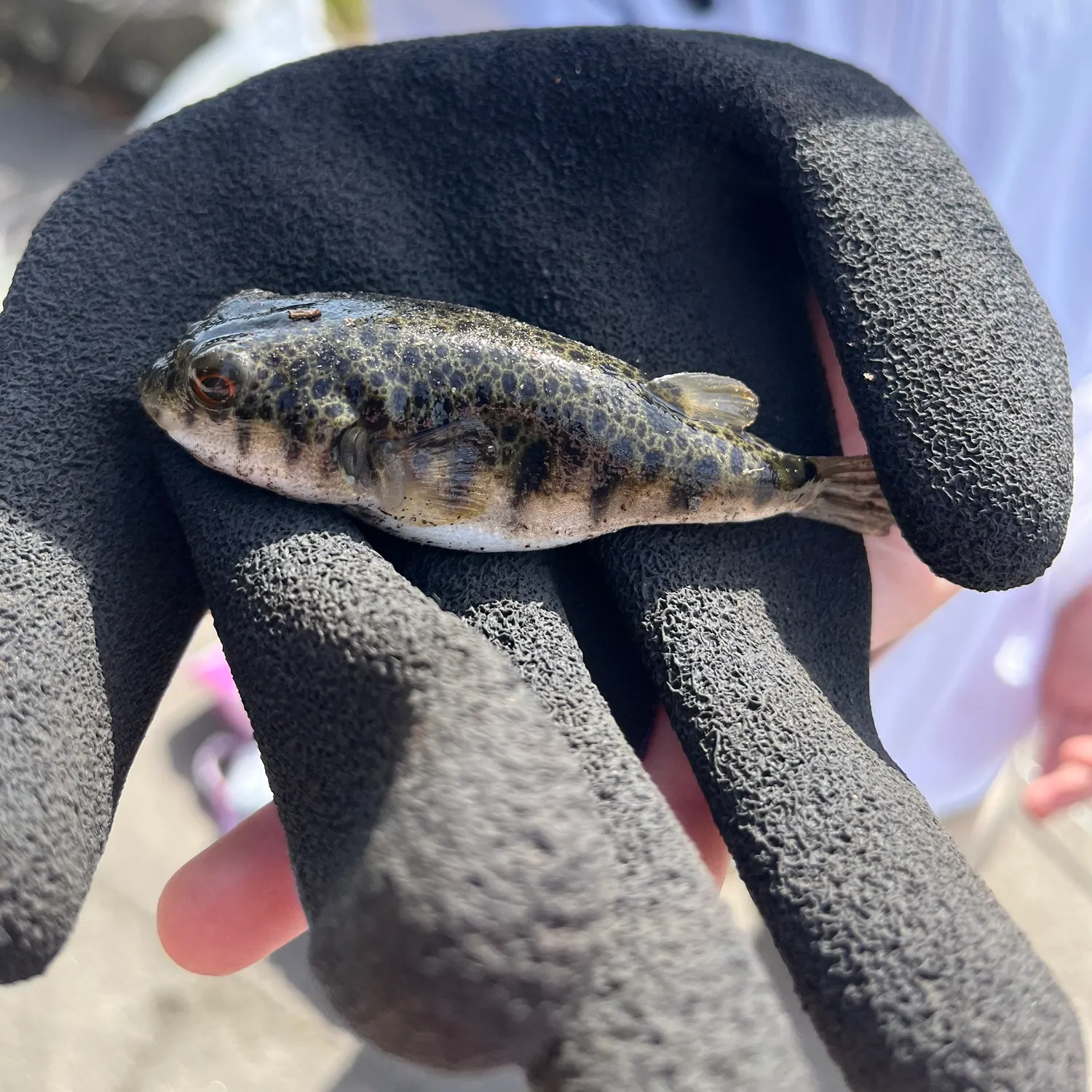 The most recent Smooth toadfish catches on Fishbrain