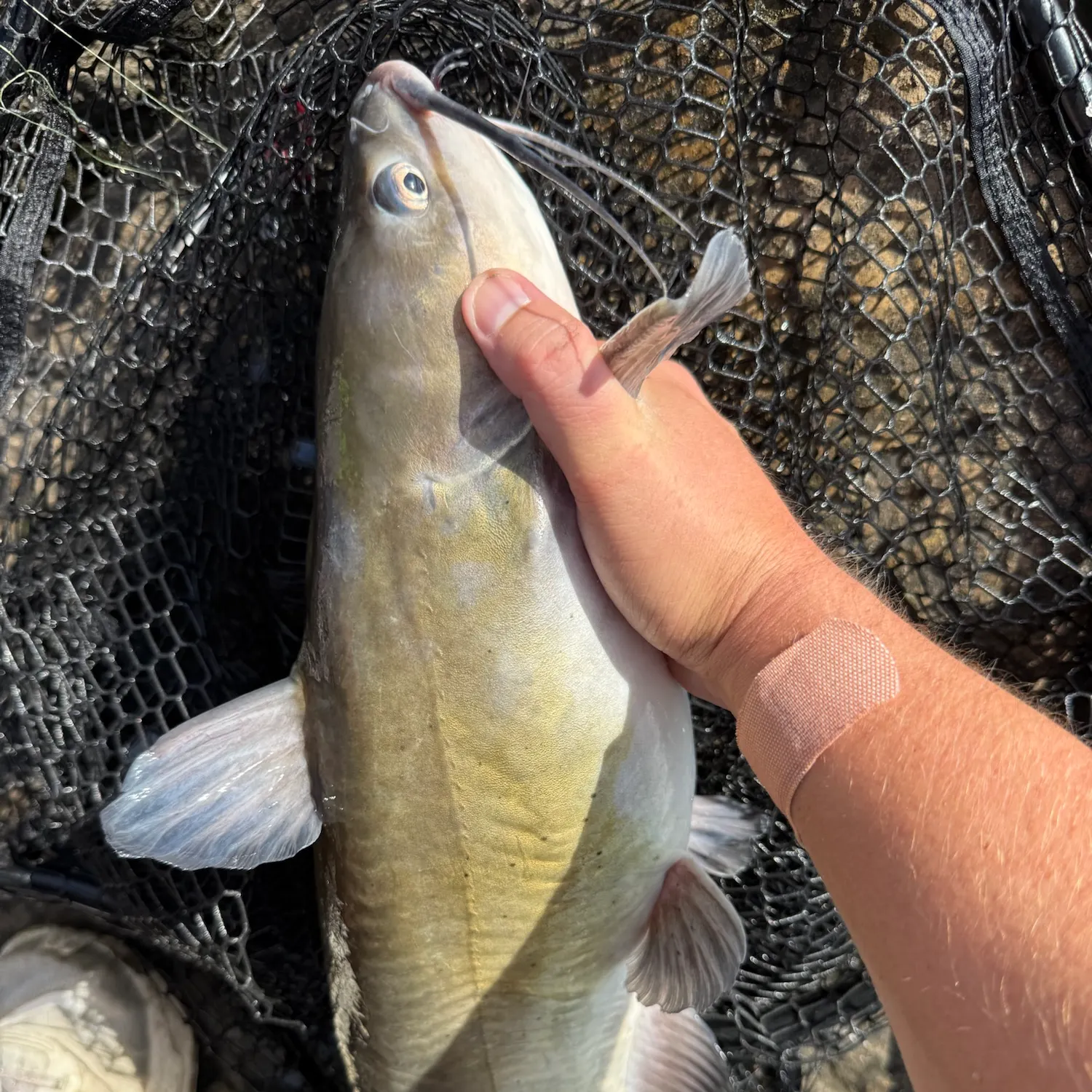 Channel catfish caught on Fishbrain