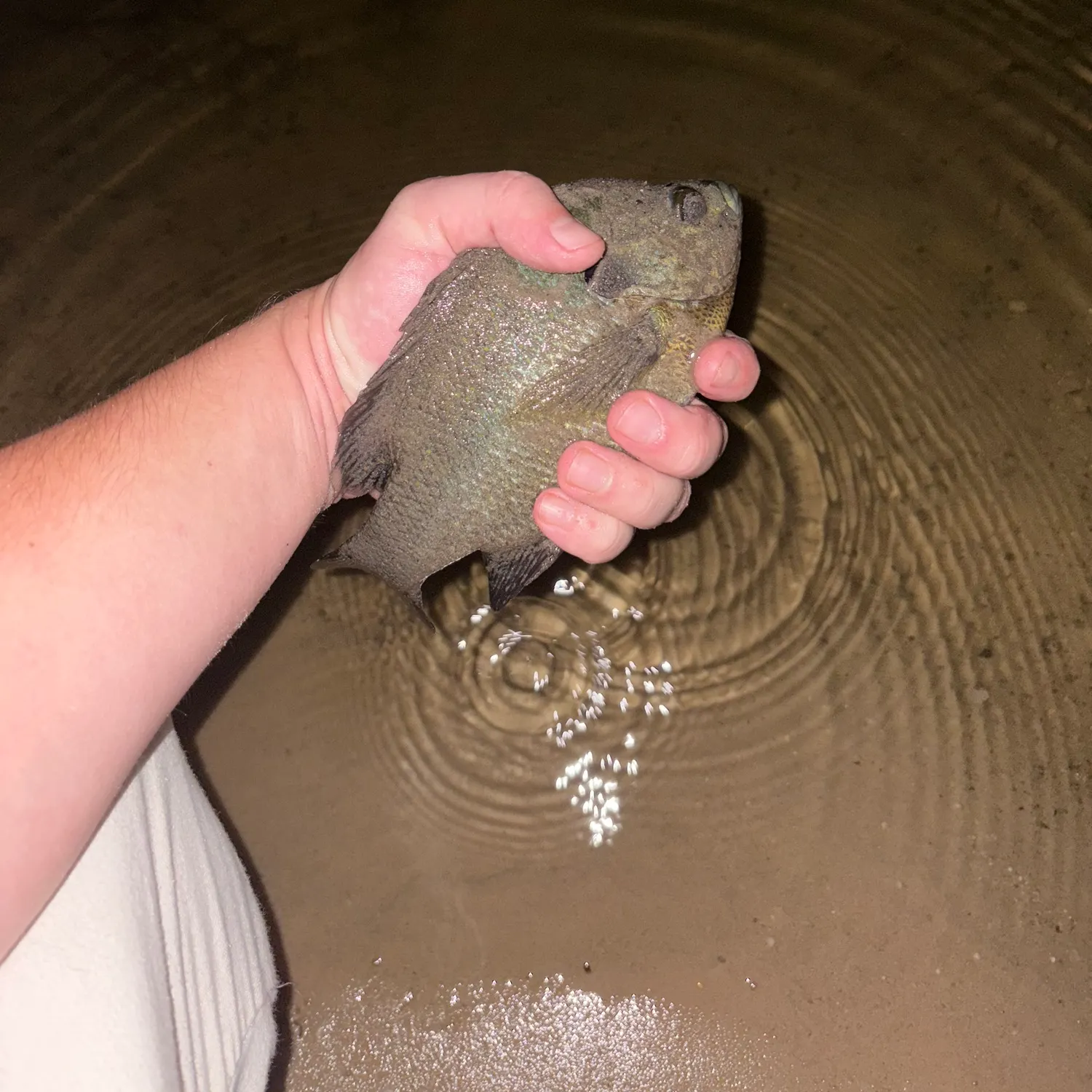 Bluegill caught on Fishbrain
