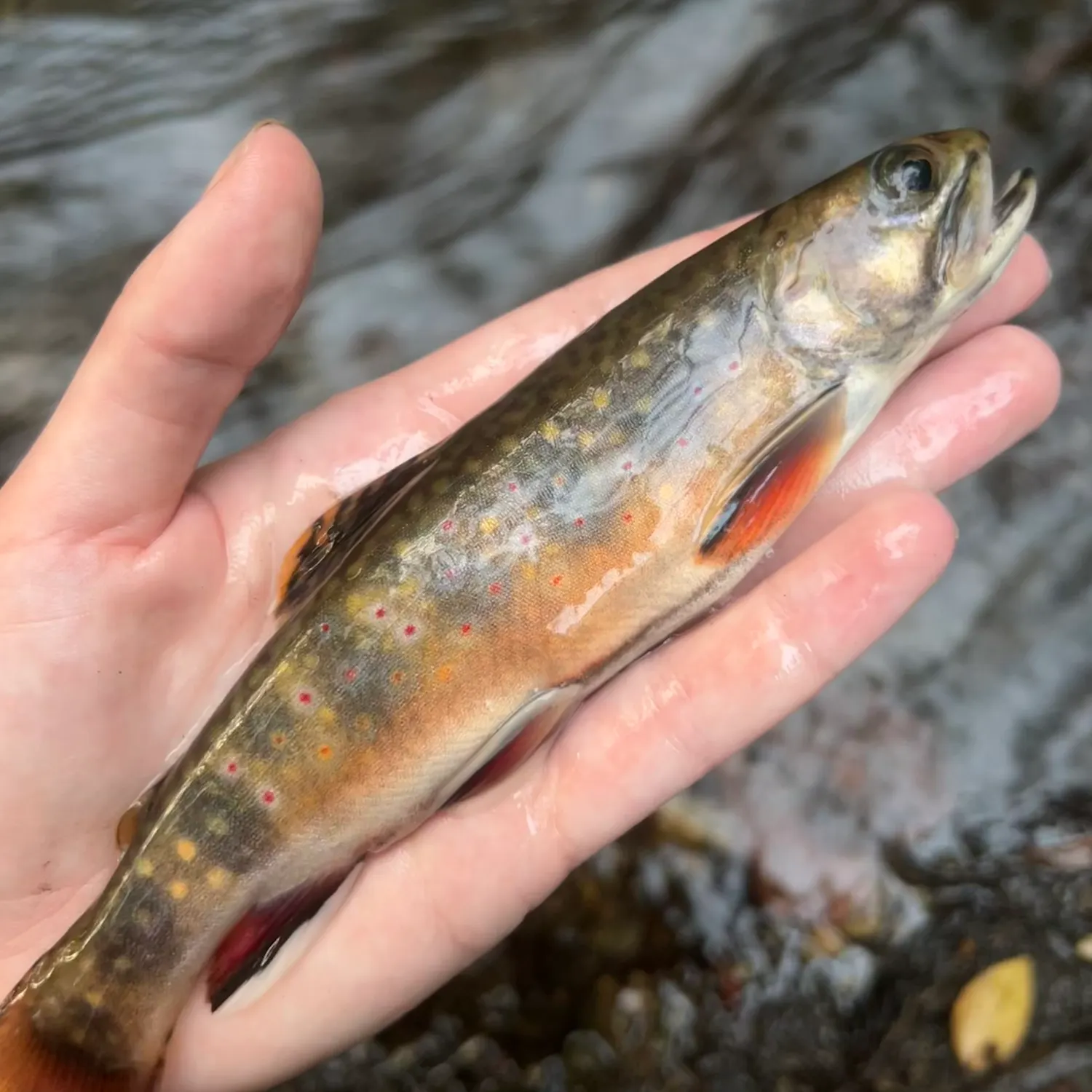 Brook trout caught on Fishbrain