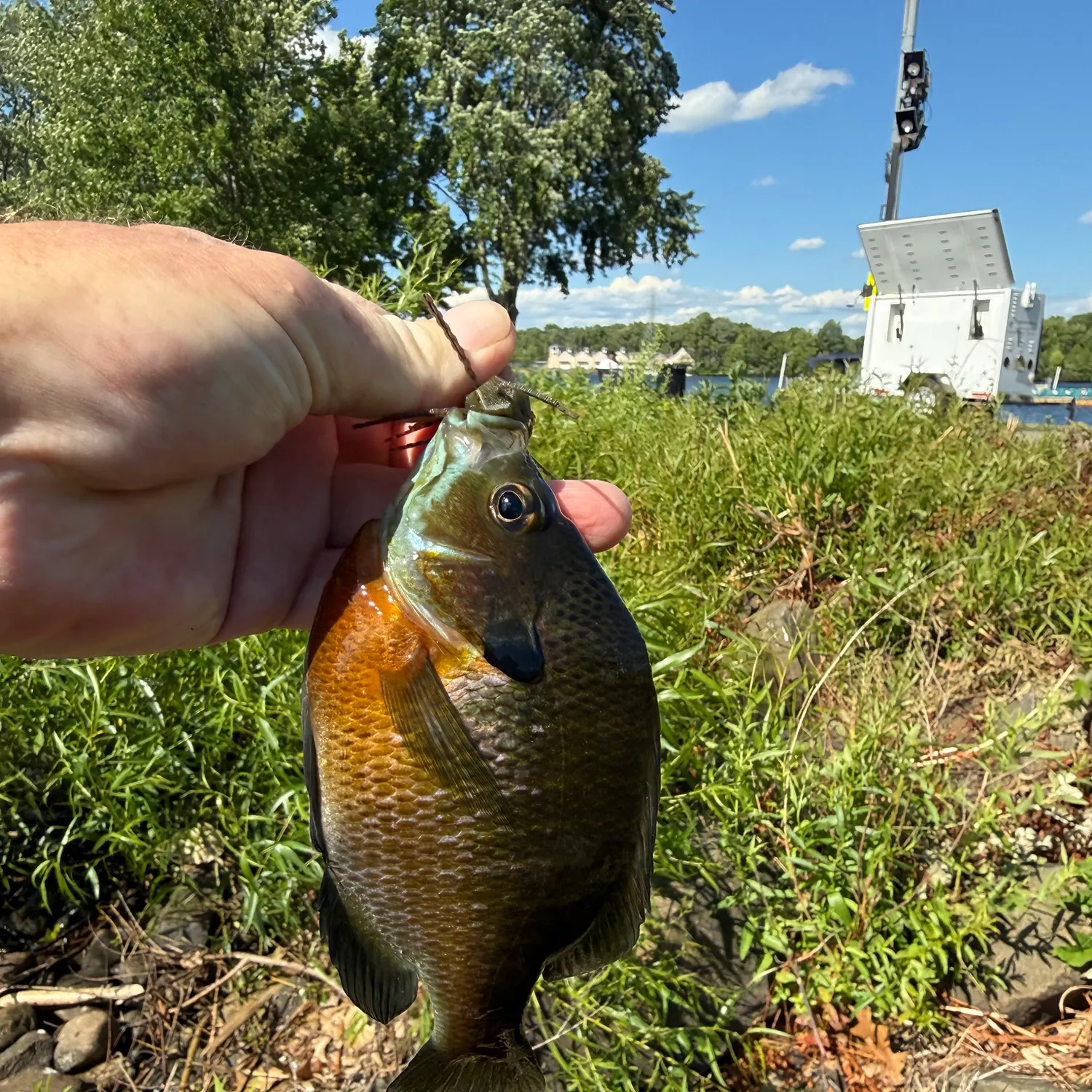 catch