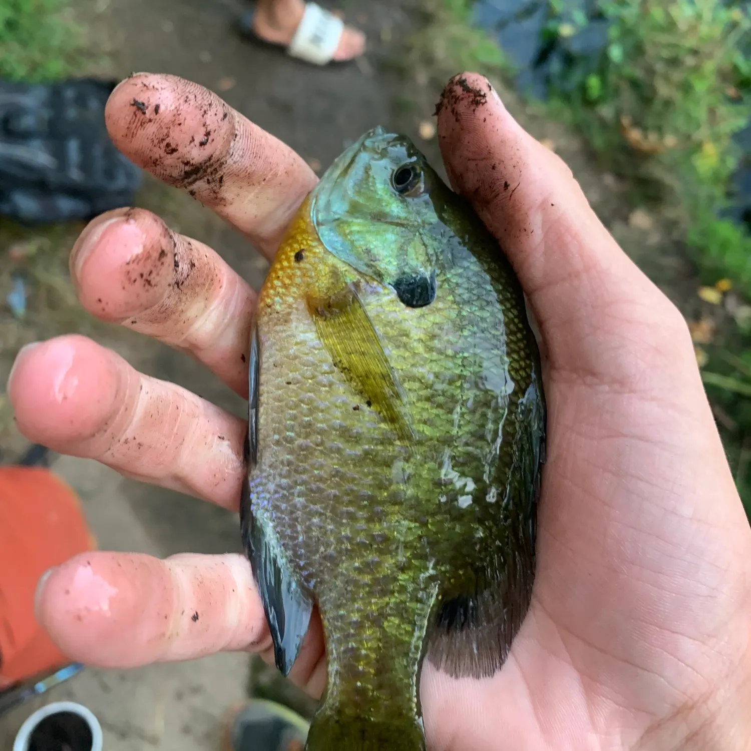 Bluegill caught on Fishbrain