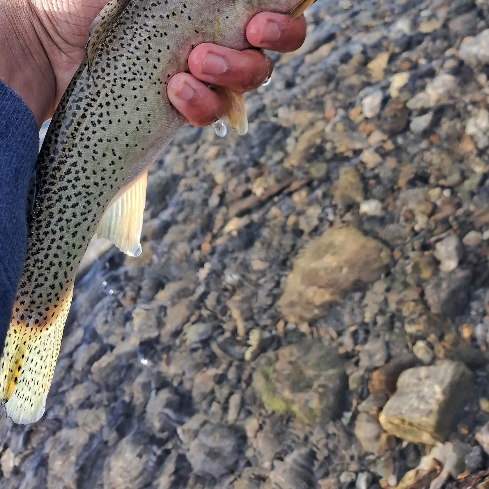 The most recent Westslope cutthroat trout catches on Fishbrain