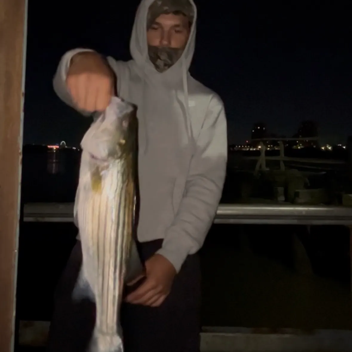Striped bass caught on Fishbrain