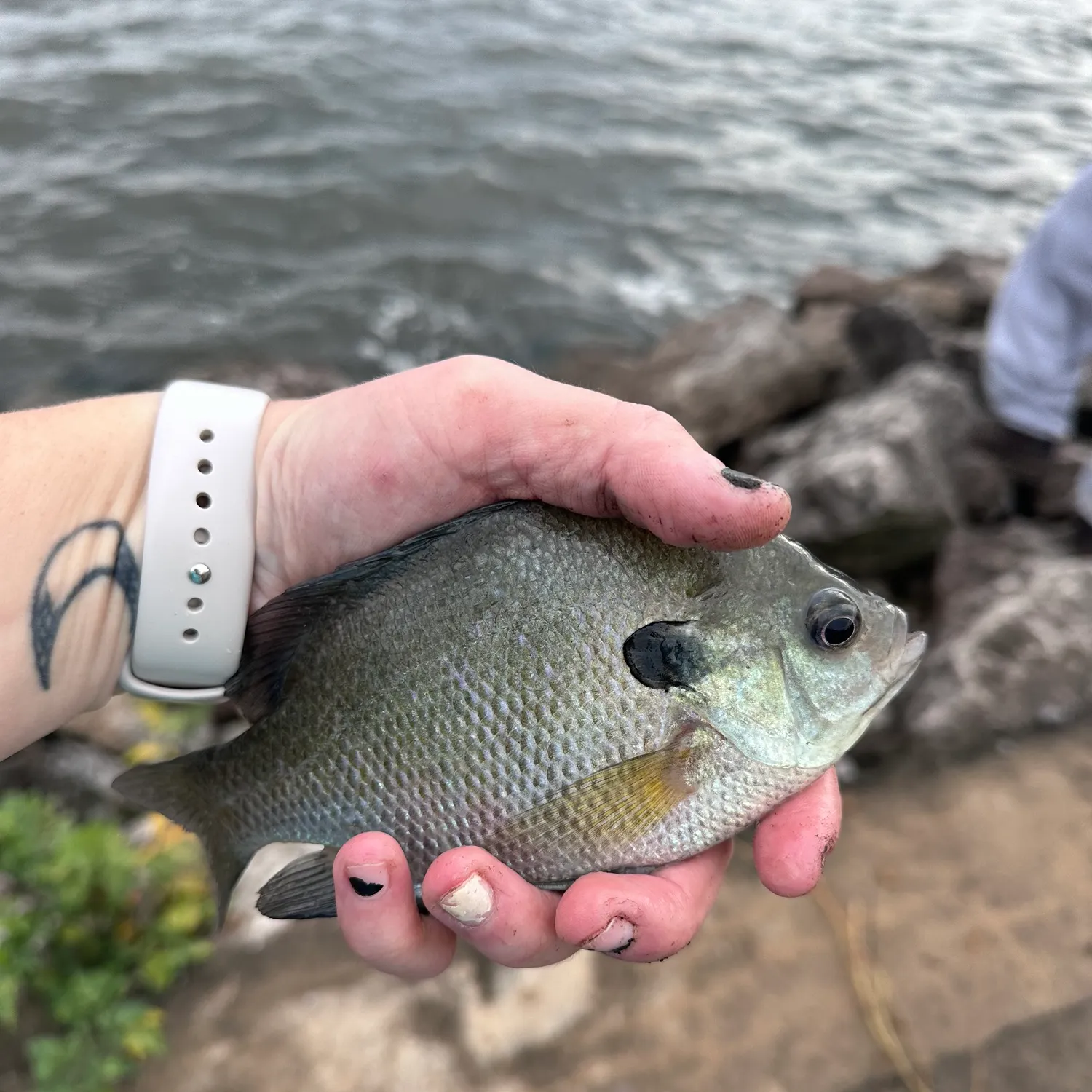 Bluegill caught on Fishbrain