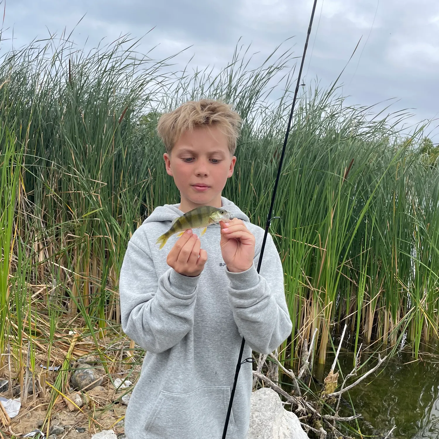 European perch caught on Fishbrain