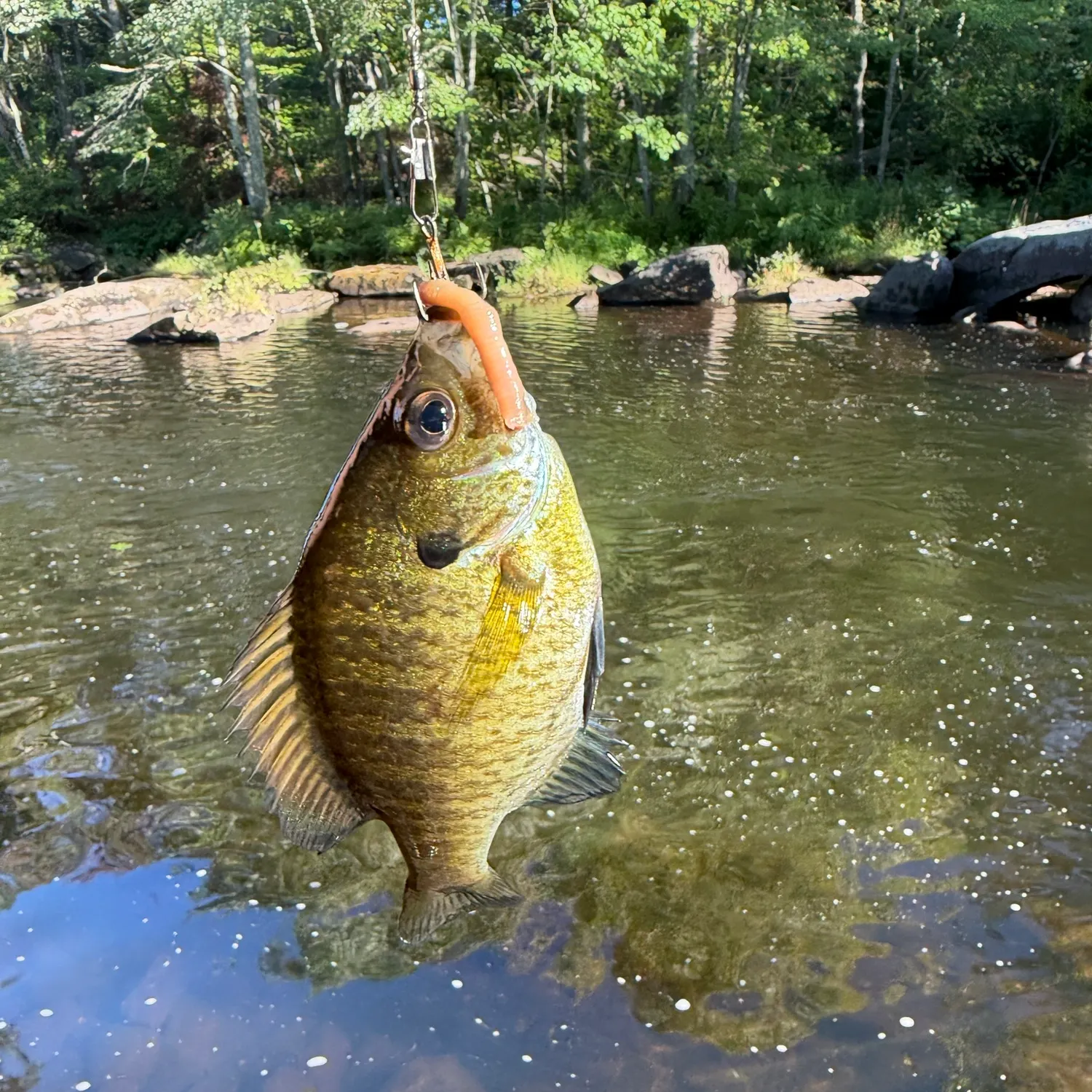 Bluegill caught on Fishbrain