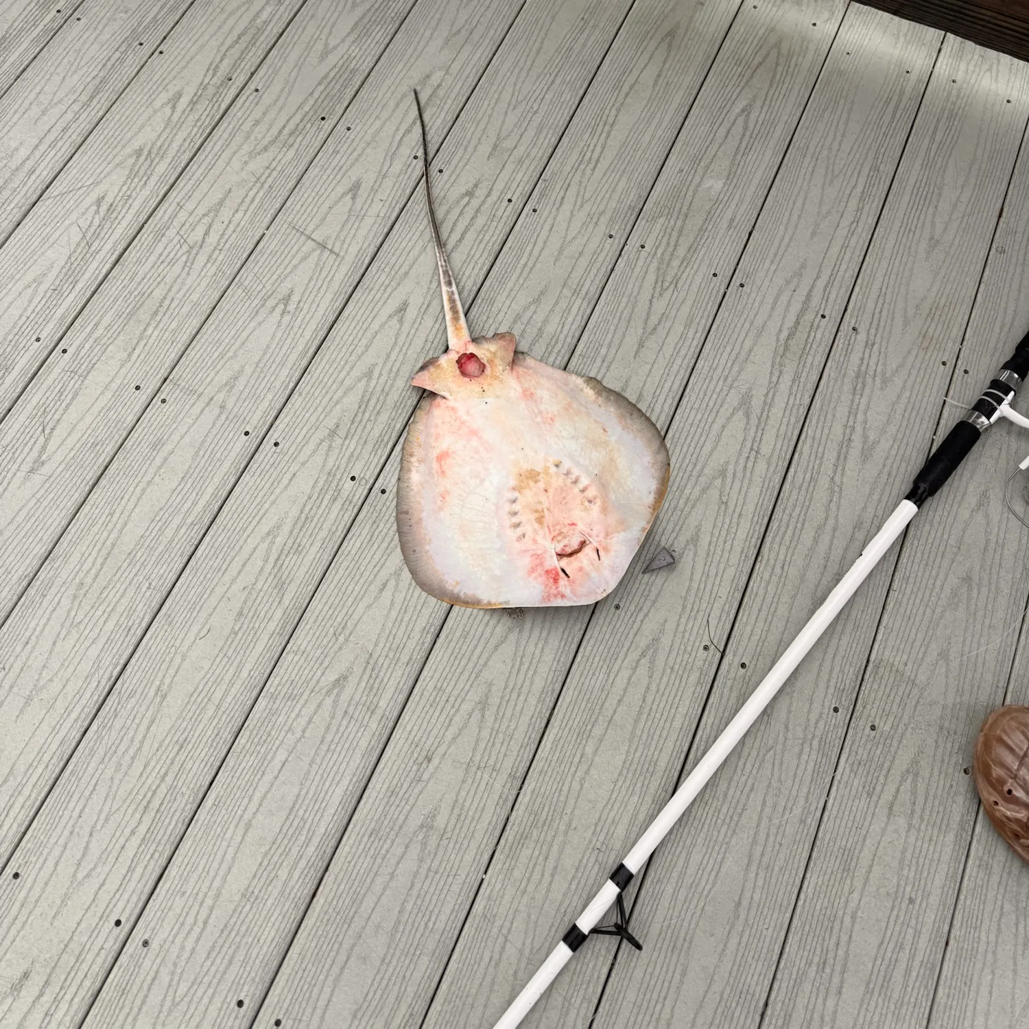 Atlantic stingray caught on Fishbrain
