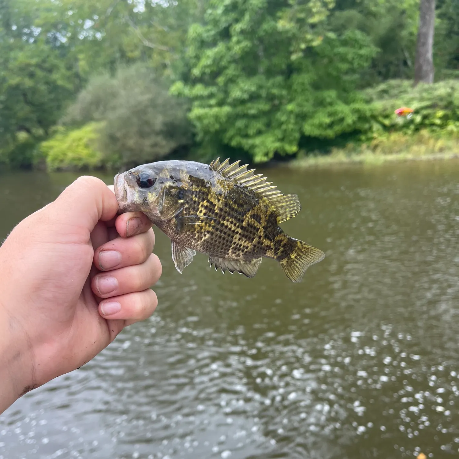 Rock bass caught on Fishbrain