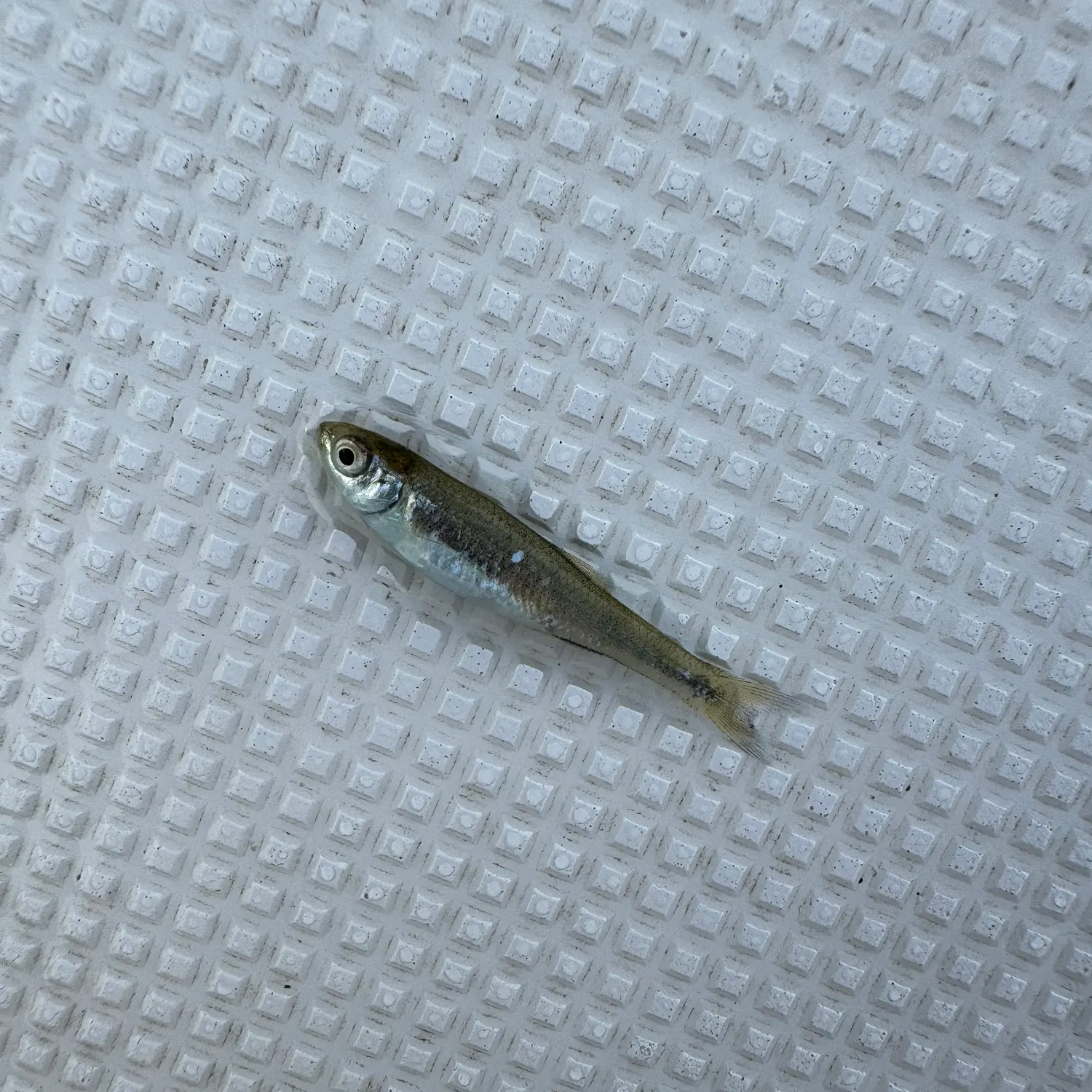 The most recent Texas shiner catches on Fishbrain