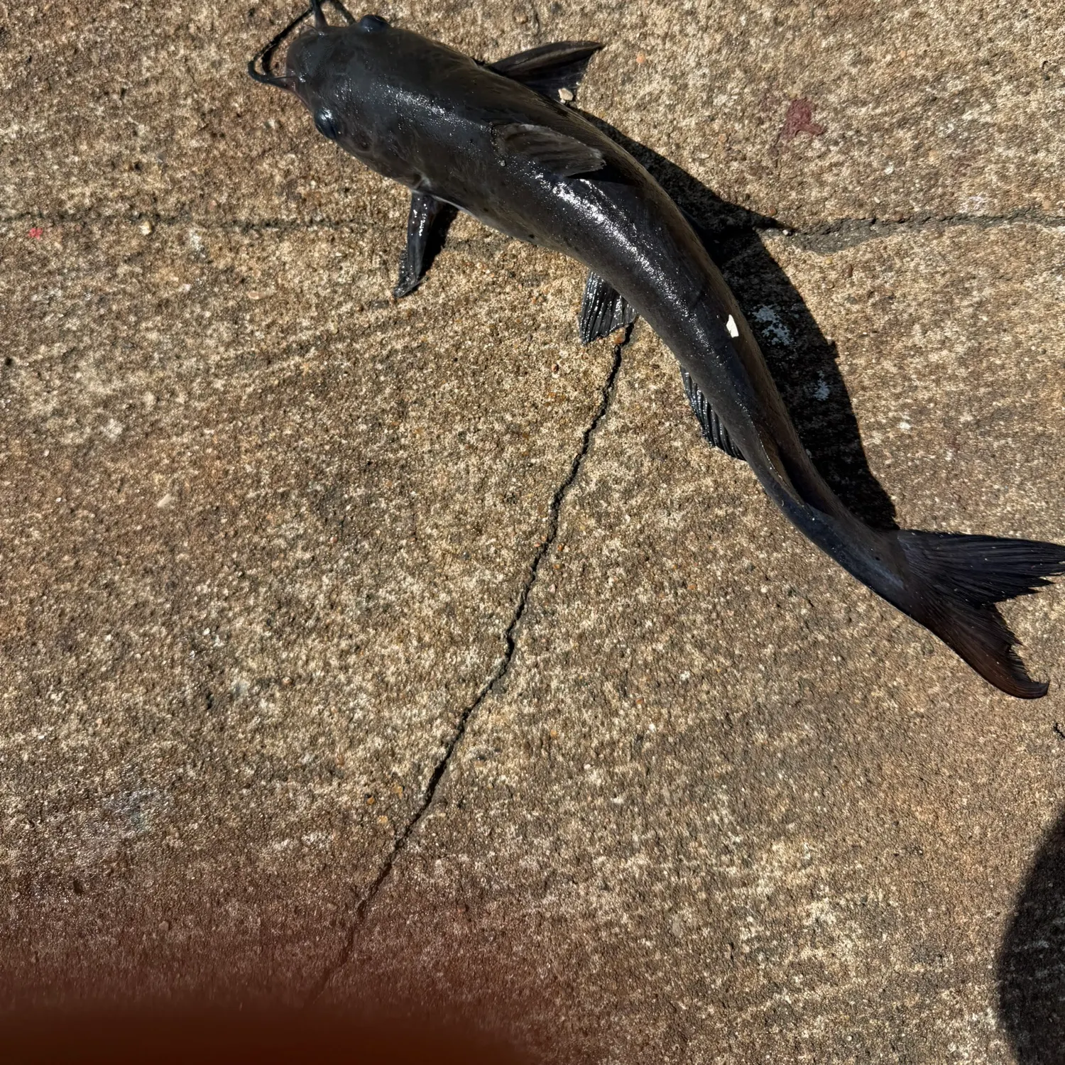 Channel catfish caught on Fishbrain