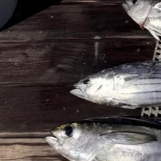 The most recent Skipjack tuna catches on Fishbrain