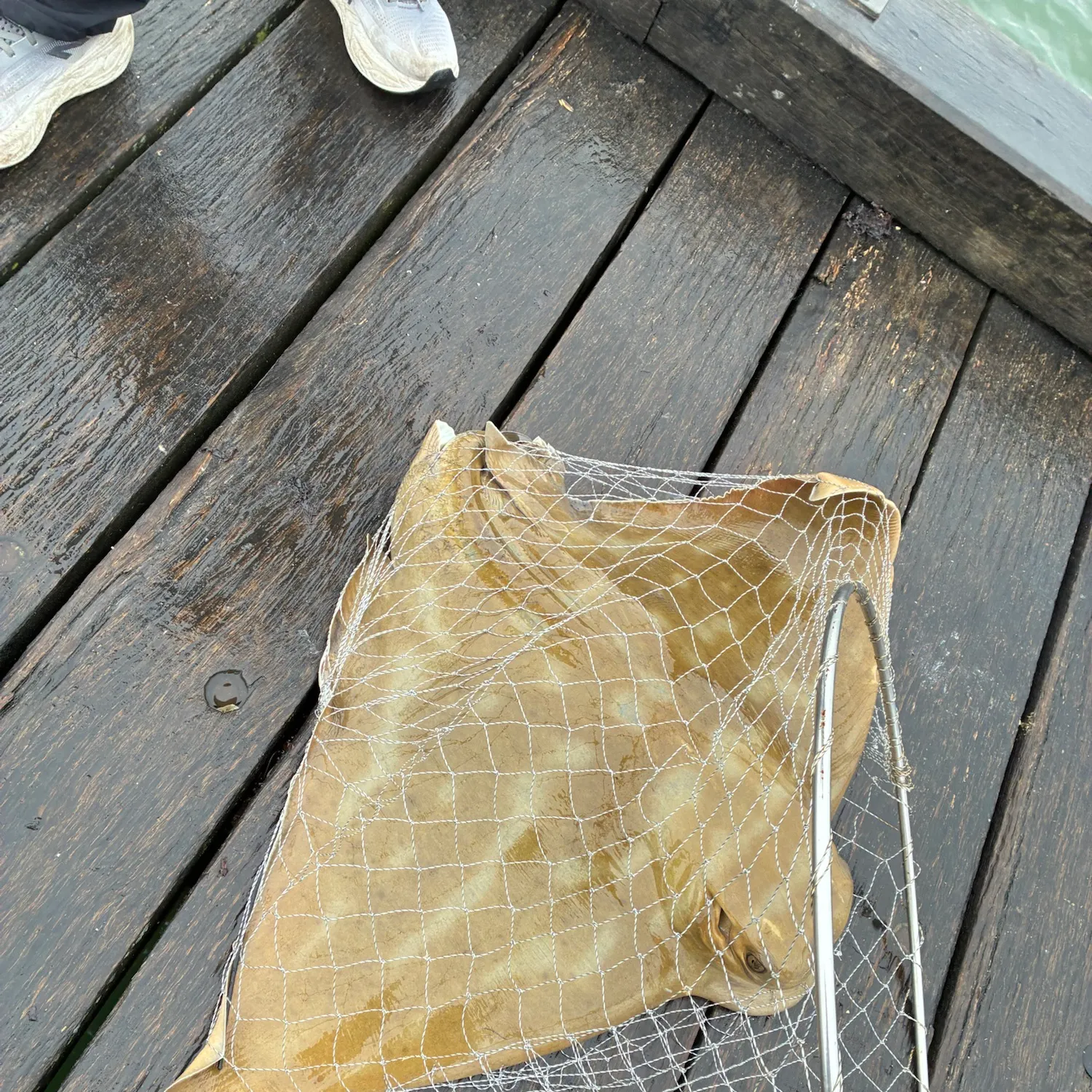 The most recent Australian bull ray catches on Fishbrain