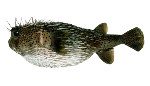 Spot-fin porcupinefish