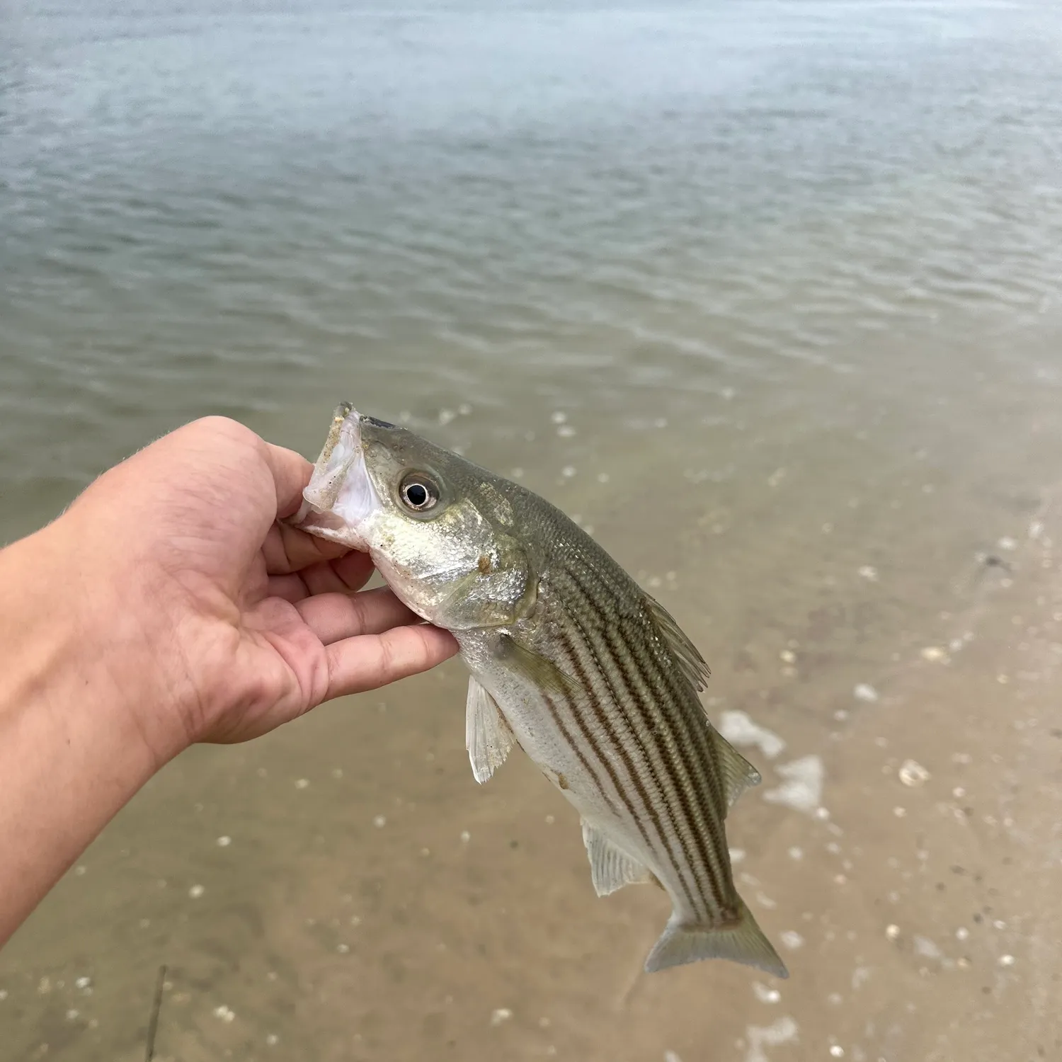 Striped bass caught on Fishbrain