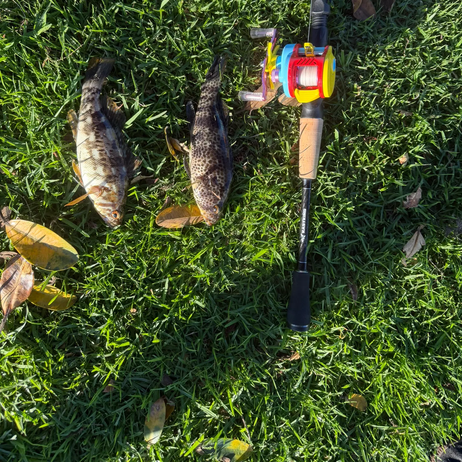 The most recent Spotted sand bass catches on Fishbrain