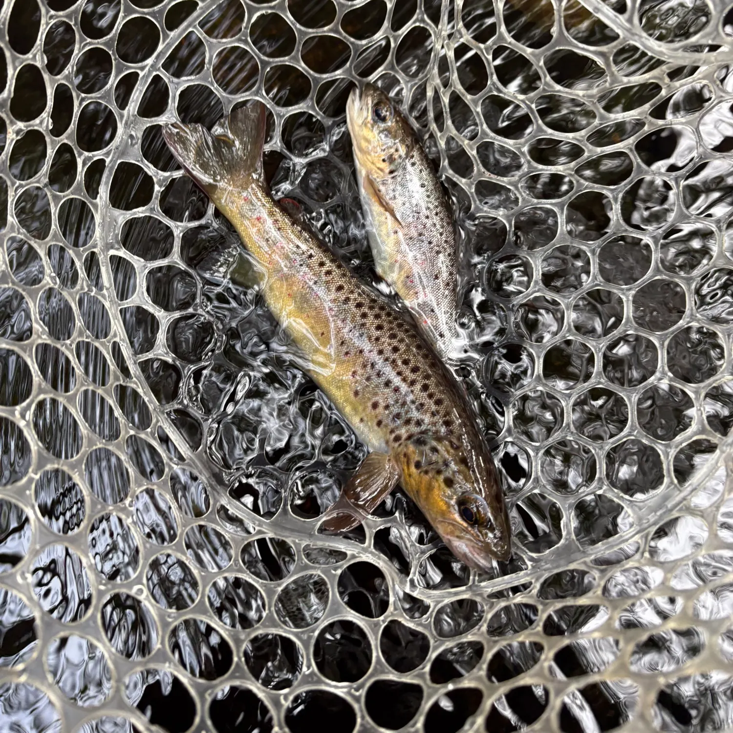 Lake trout caught on Fishbrain
