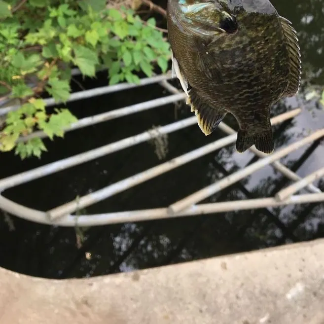 Greengill hybrid caught on Fishbrain