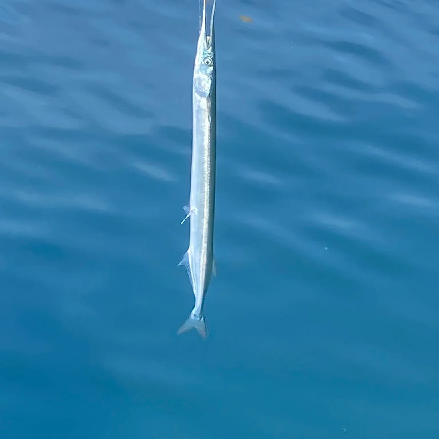 The most recent European garfish catches on Fishbrain