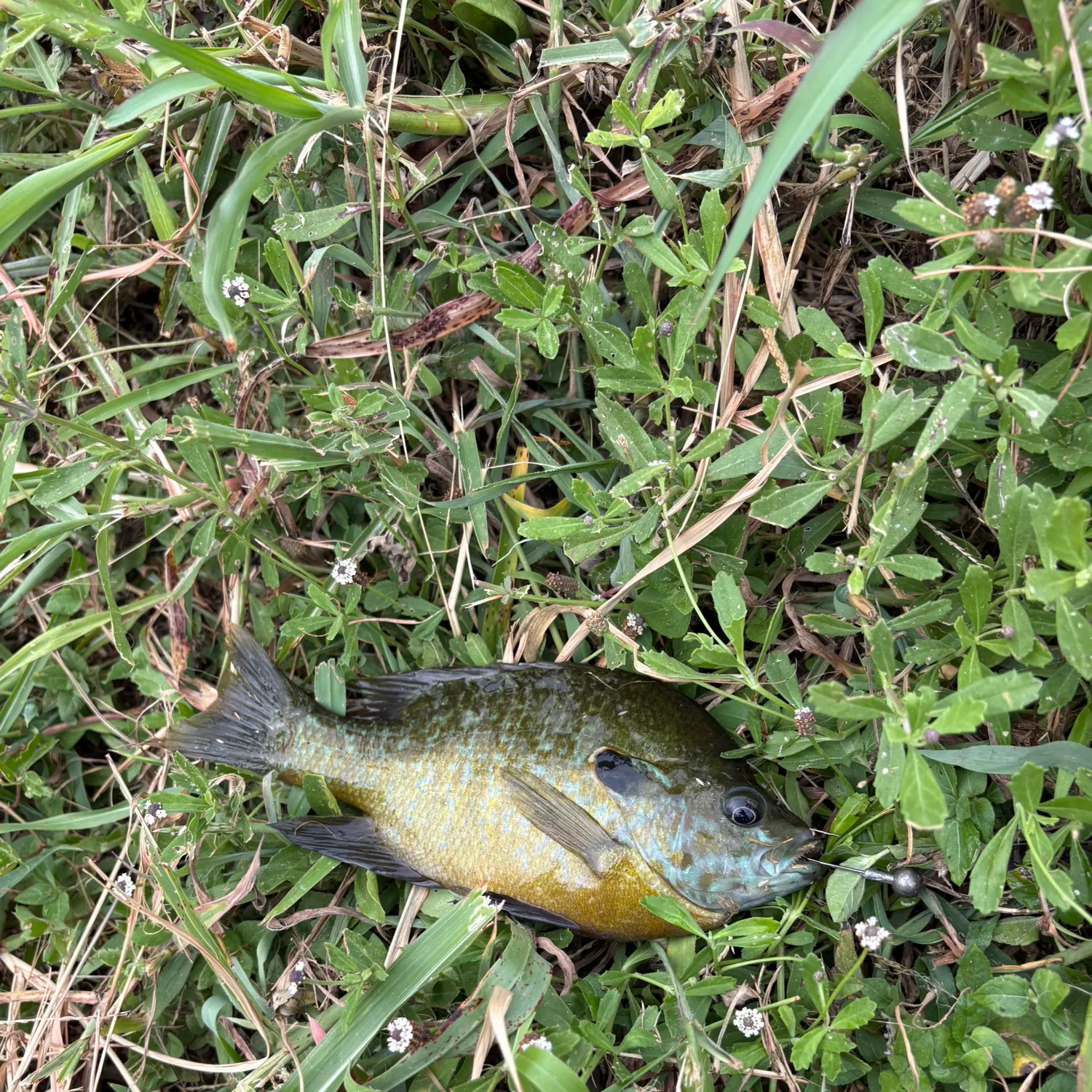 Greengill hybrid caught on Fishbrain