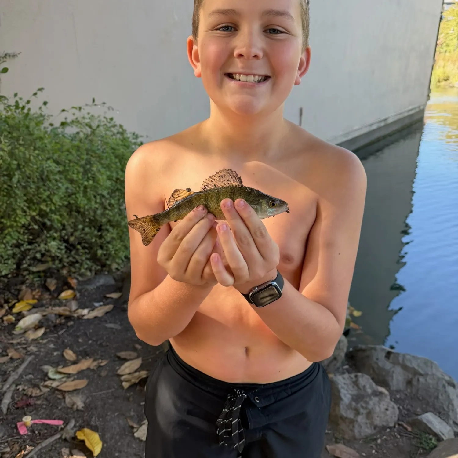 Yellow perch caught on Fishbrain