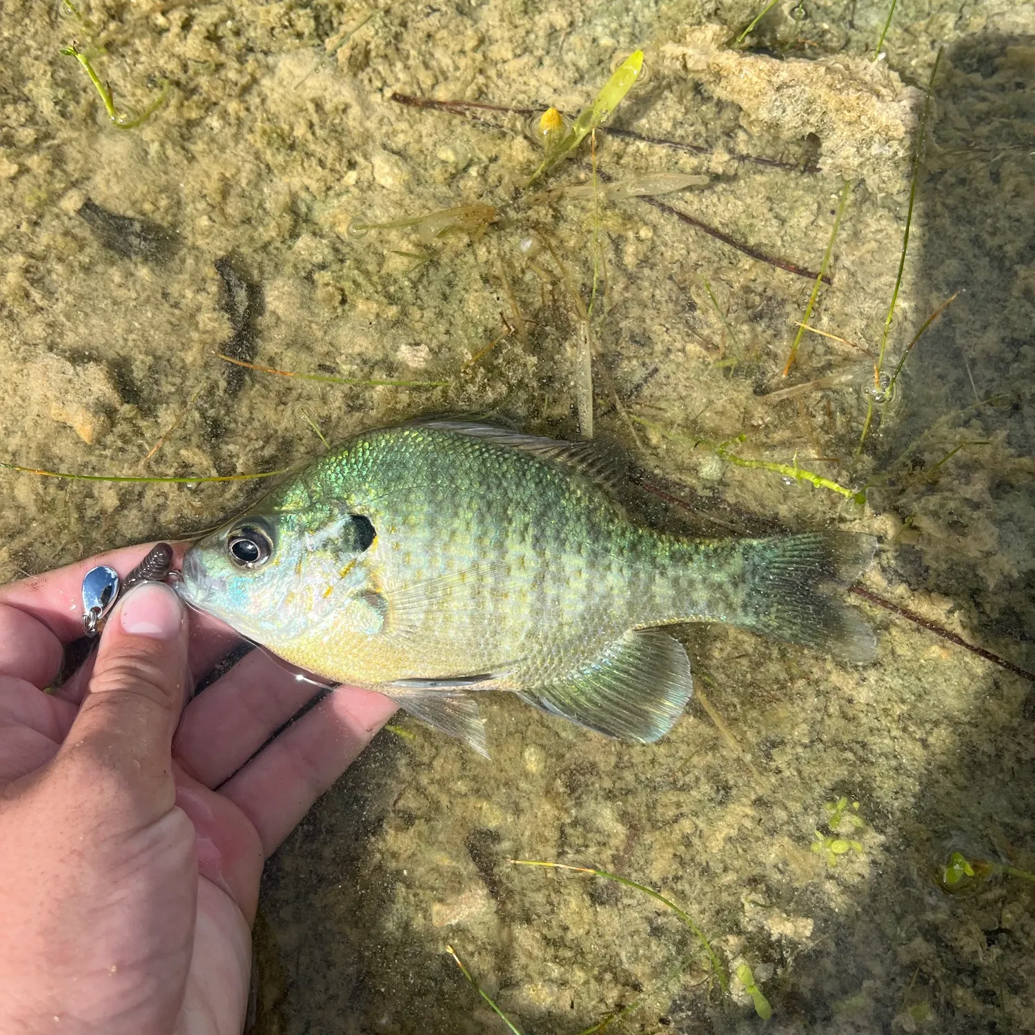 Redear x bluegill caught on Fishbrain