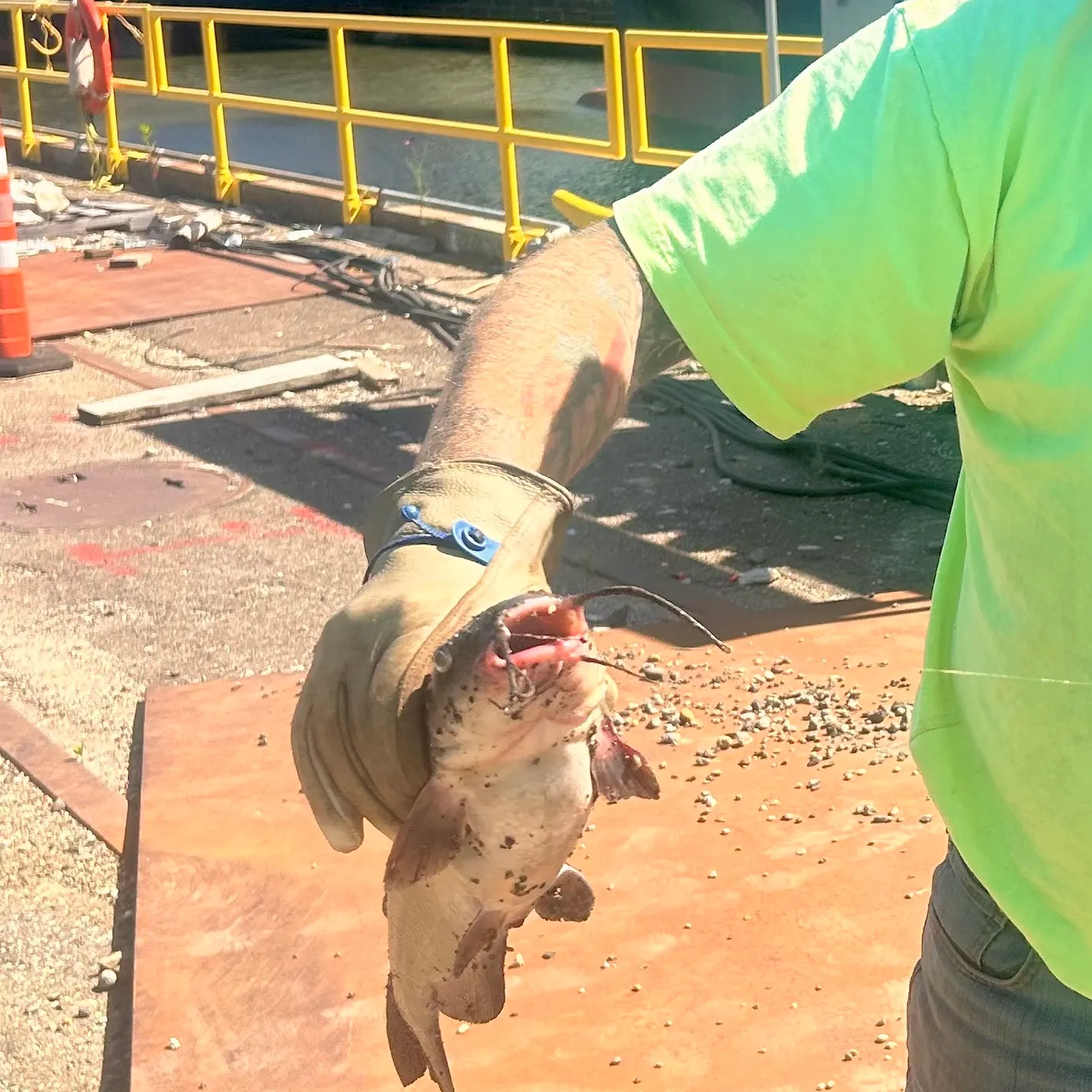 catch