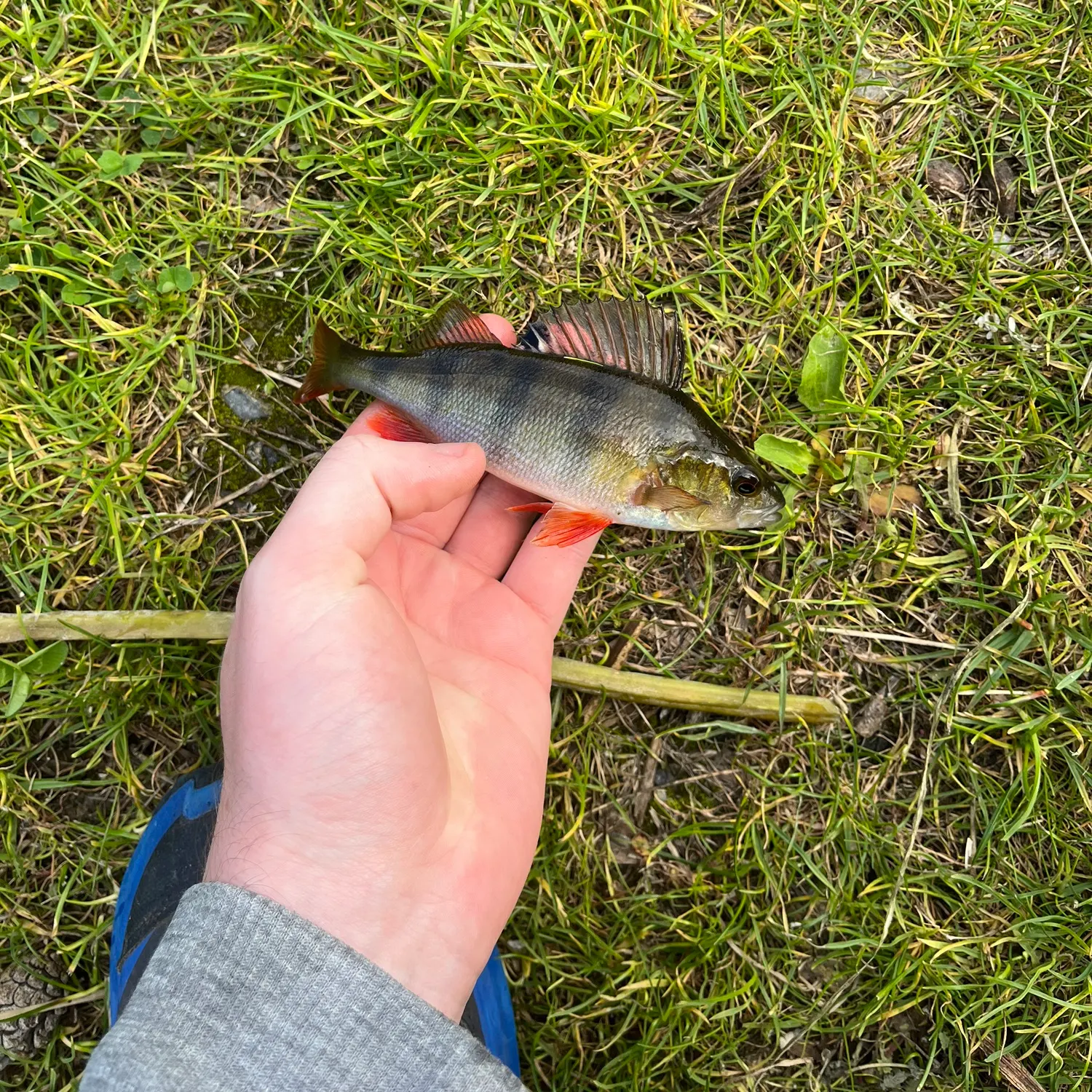 European perch caught on Fishbrain