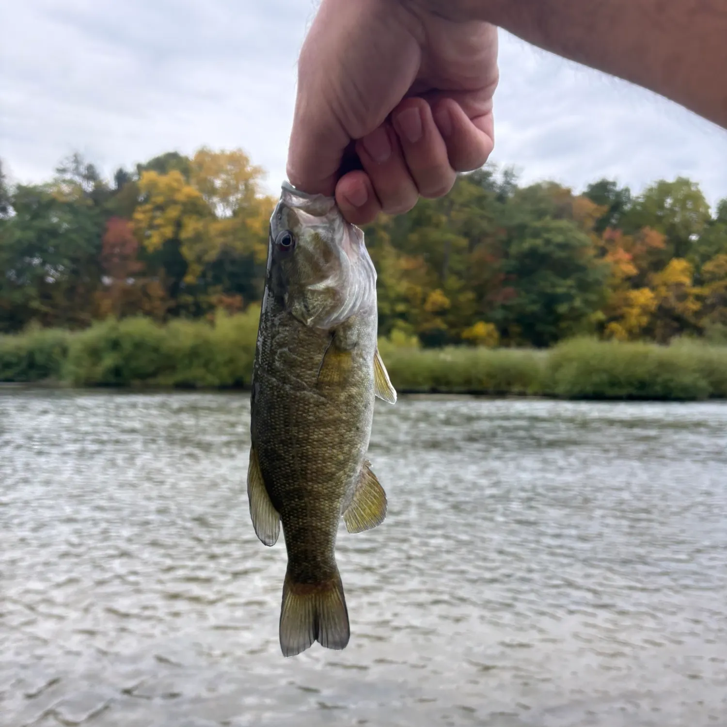 Smallmouth bass caught on Fishbrain