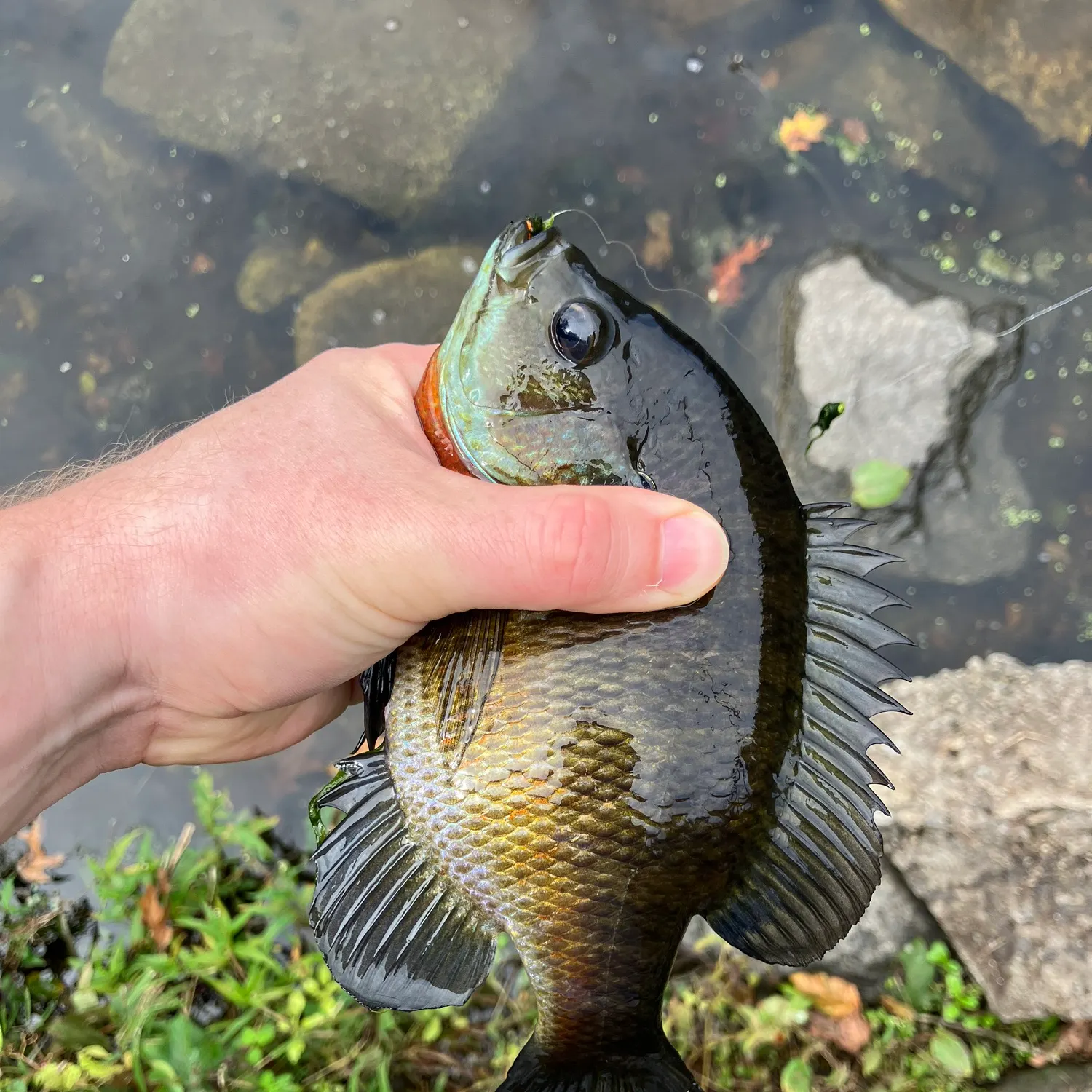 Bluegill caught on Fishbrain