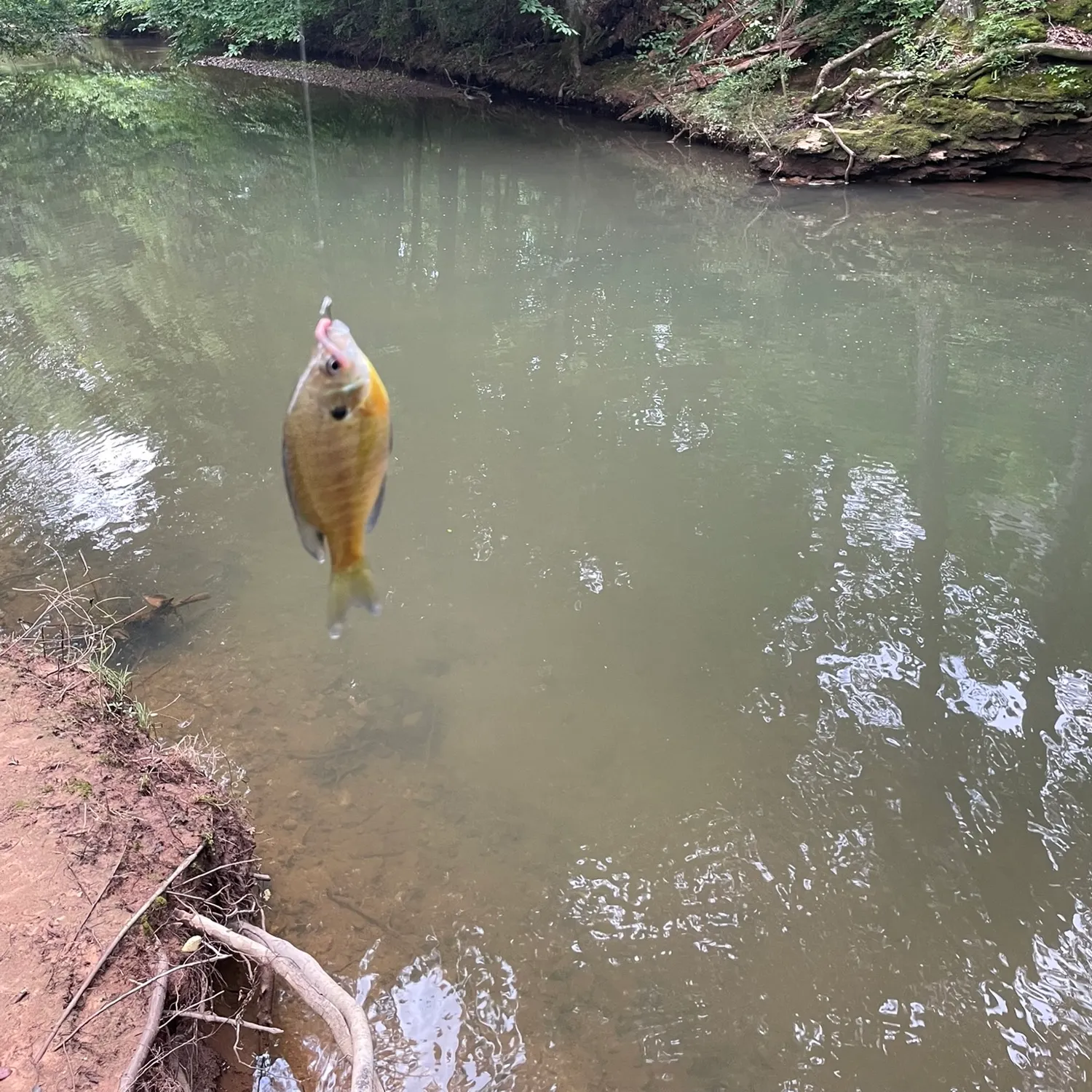 Bluegill caught on Fishbrain