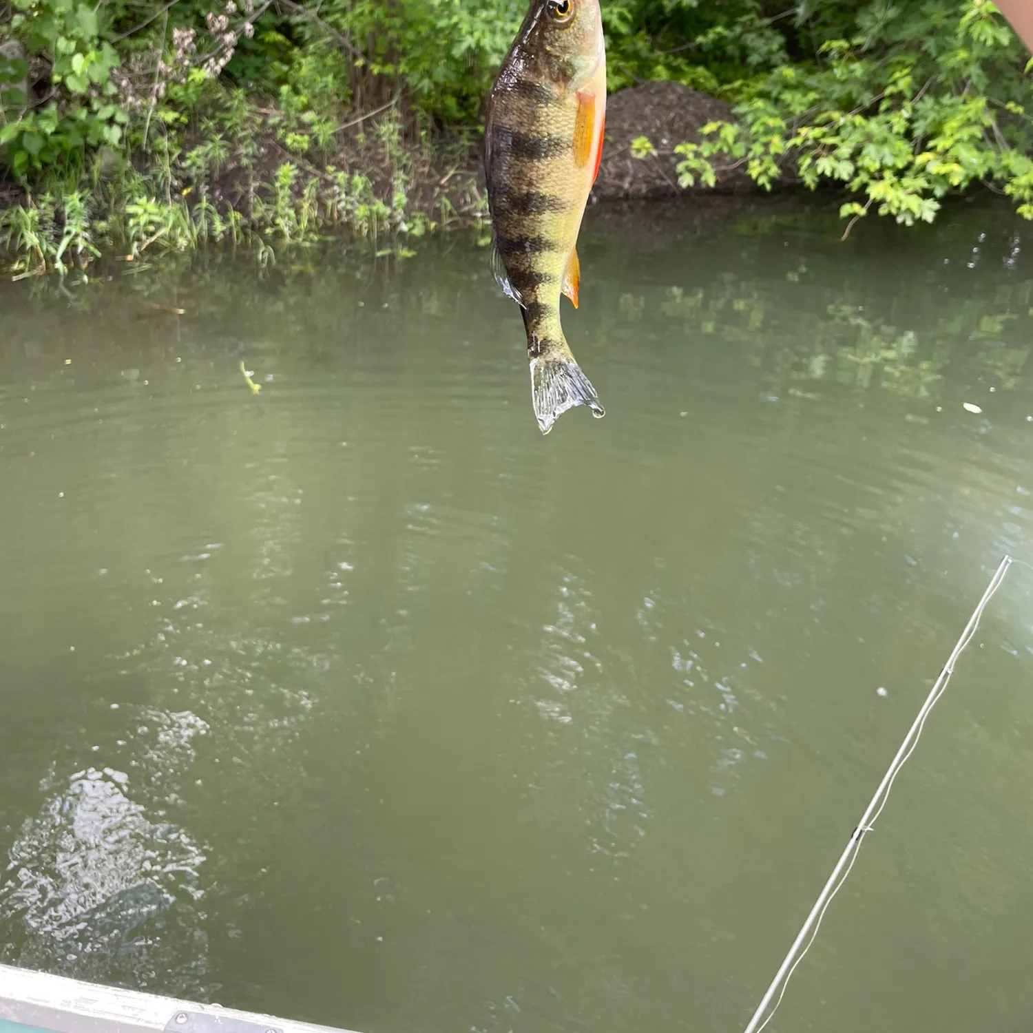 Yellow perch caught on Fishbrain