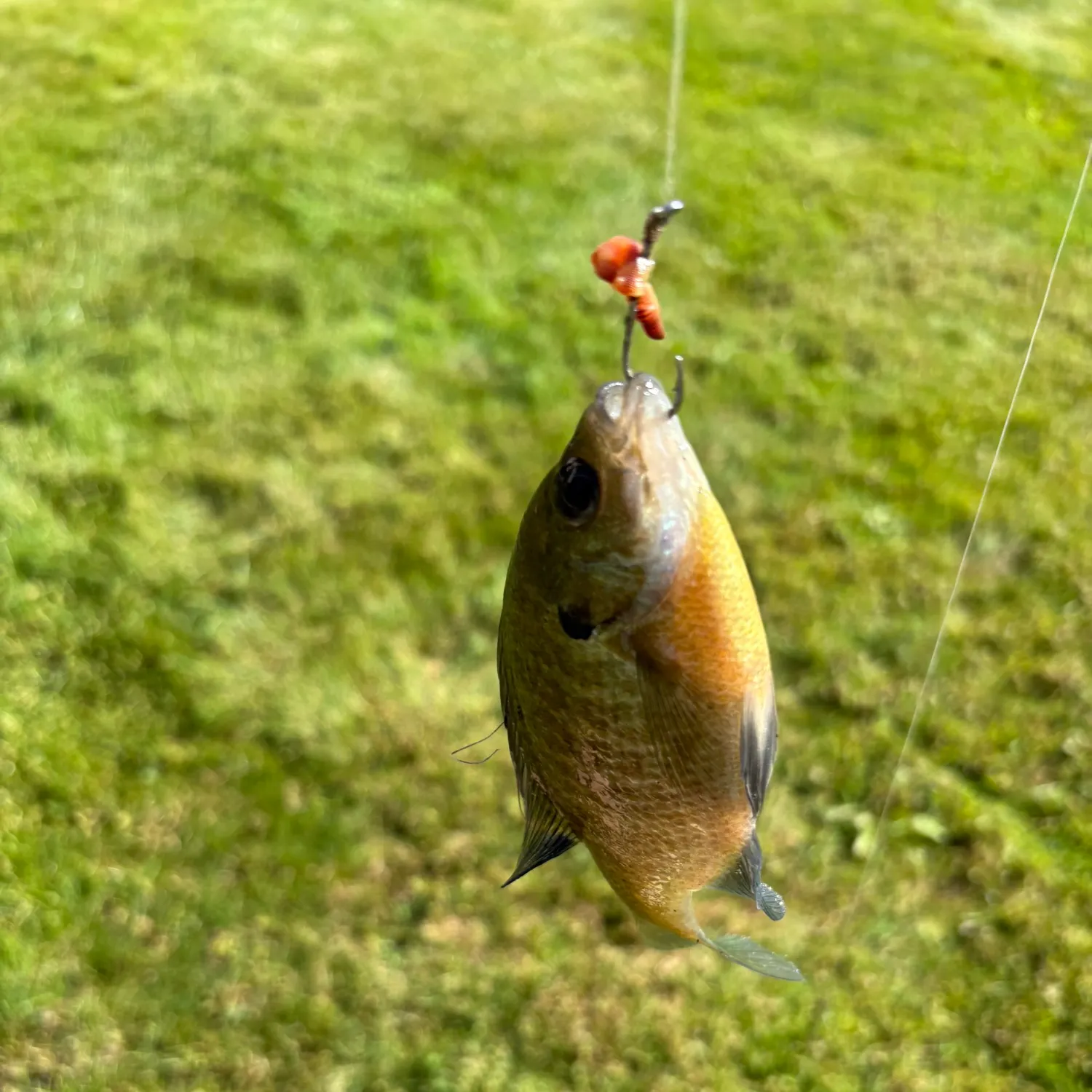 Bluegill caught on Fishbrain