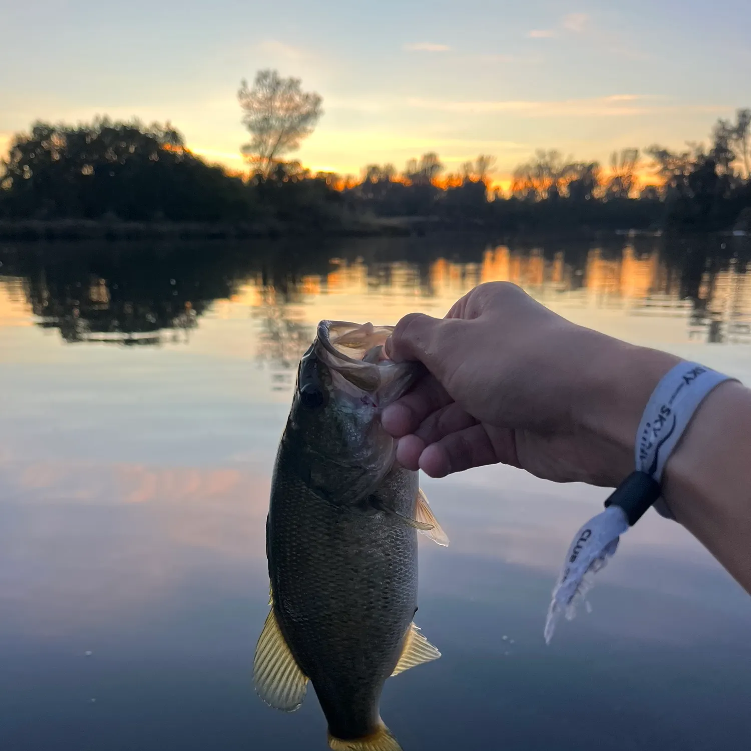 Largemouth bass caught on Fishbrain