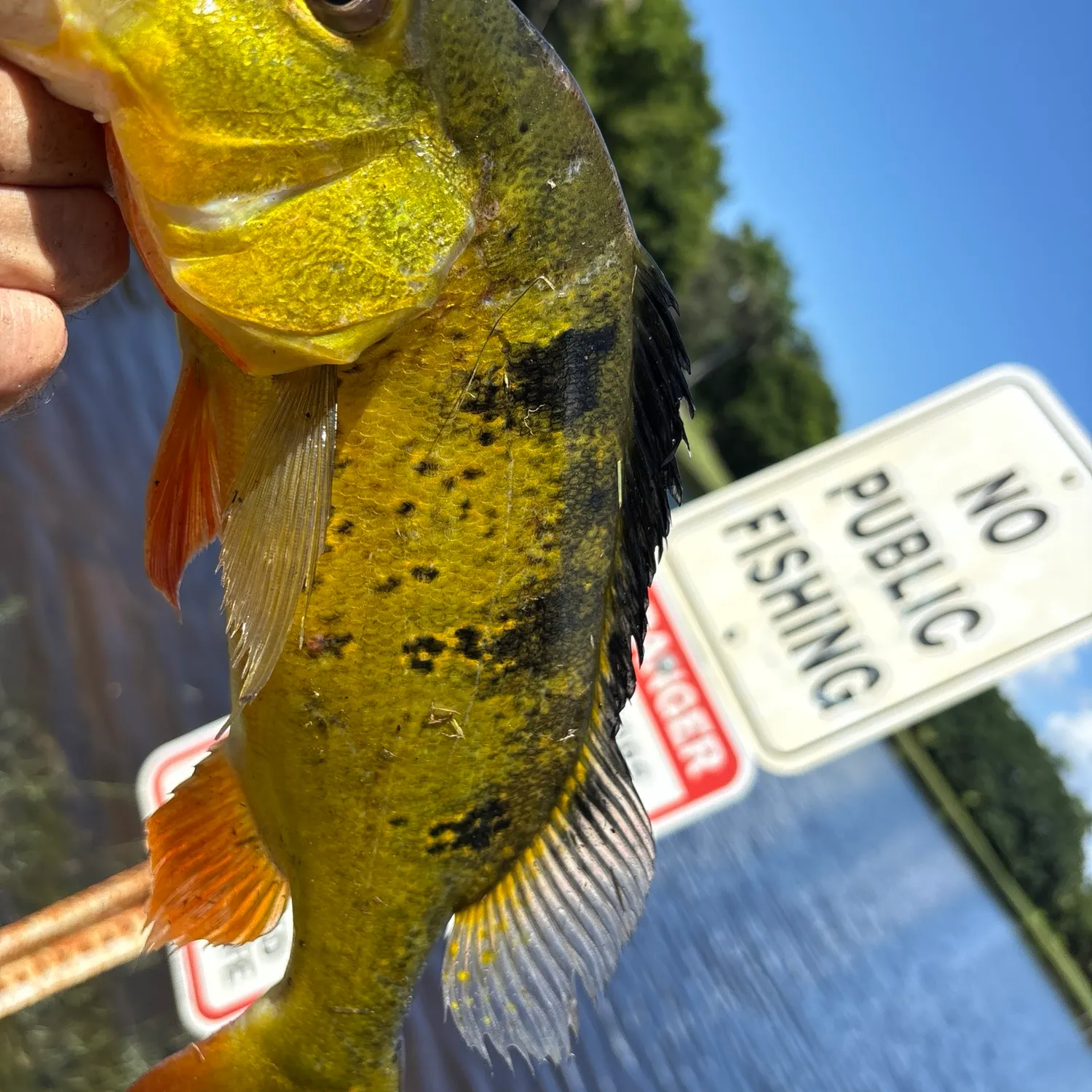 Butterfly peacock bass caught on Fishbrain