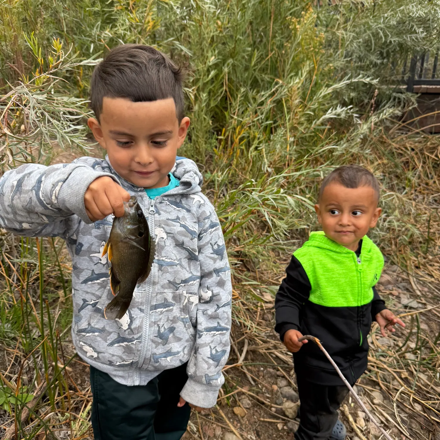 Green sunfish caught on Fishbrain