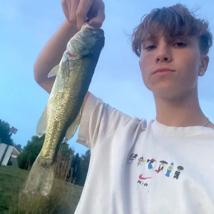 Largemouth bass caught on Fishbrain