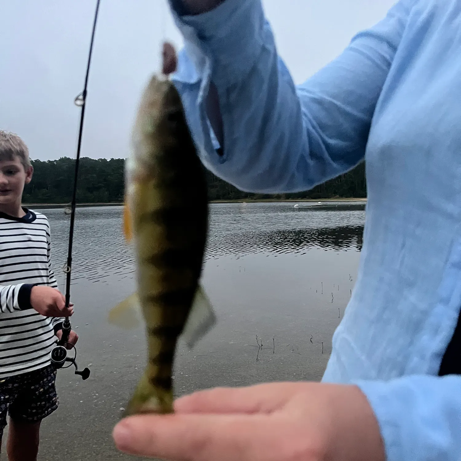 Yellow perch caught on Fishbrain