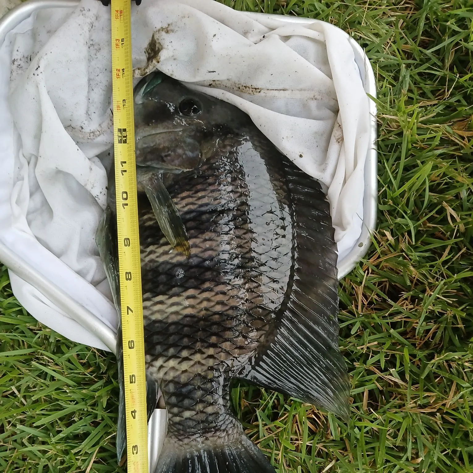 The most recent Zebra tilapia catches on Fishbrain