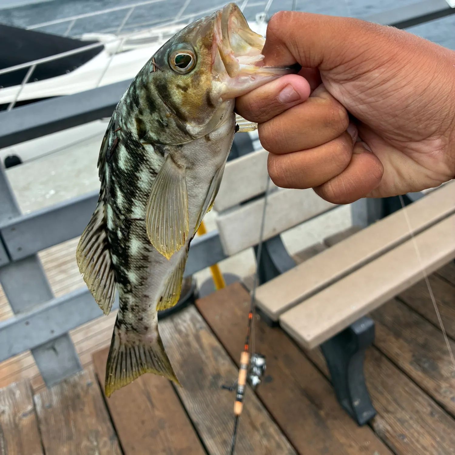 Kelp bass caught on Fishbrain