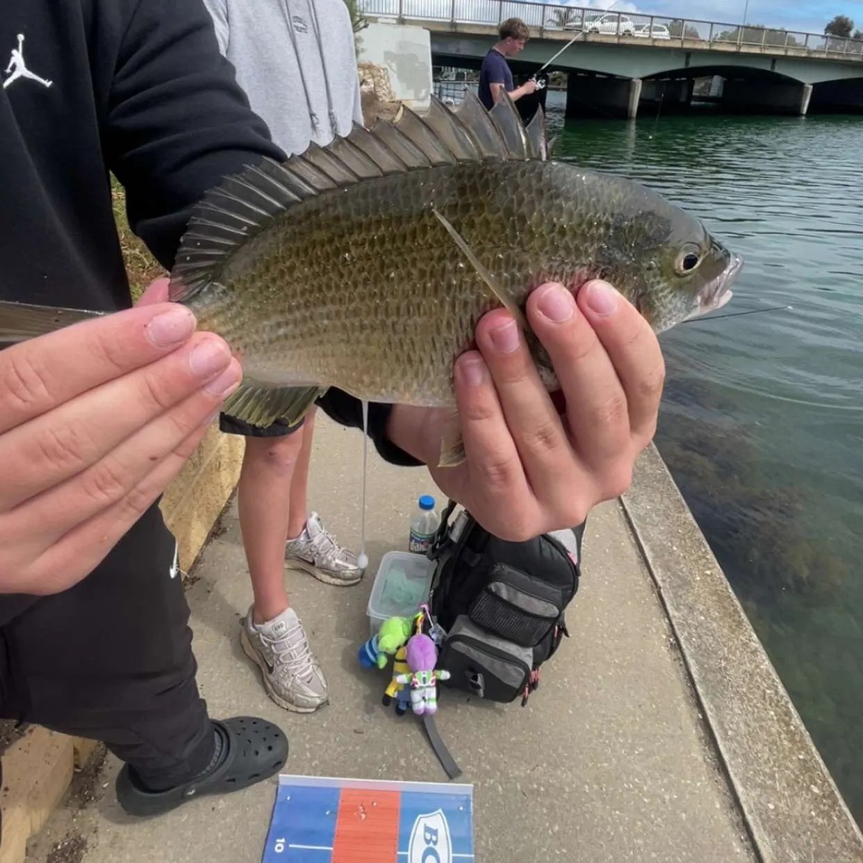 Southern black bream caught on Fishbrain