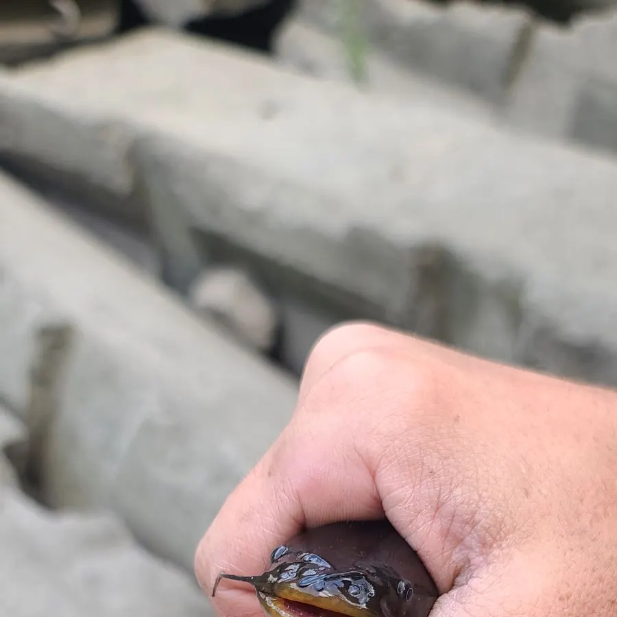 The most recent Black bullhead catches on Fishbrain