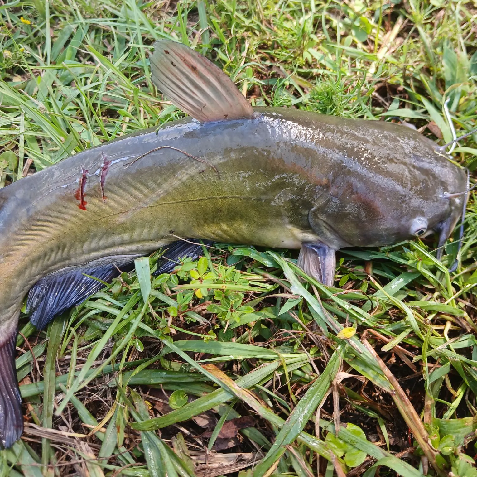 The most recent Channel catfish catches on Fishbrain