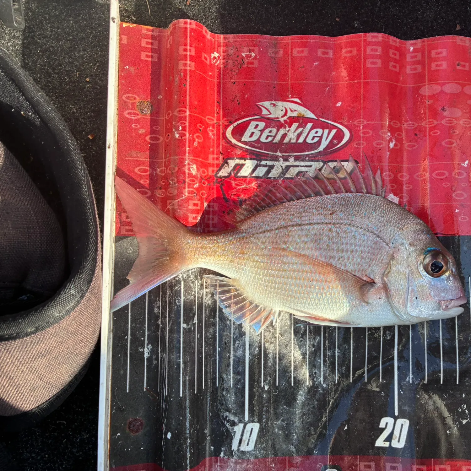 Australasian snapper caught on Fishbrain